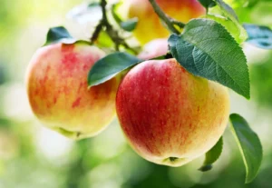 कहां होता है दुनिया का सबसे बड़ा सेब? और जाने कुछ तथ्य | Apple fact | Josforup