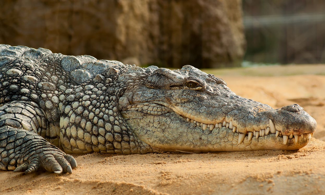 मगरमच्छ(Facts About Crocodile) के बारे में अद्भुत एवं रोचक तथ्य जो आप नहीं जानते होंगे