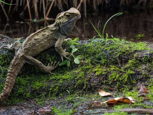 10 longest-living Animals Facts