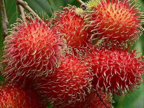 Rambutan – Spiky Exotic Fruit