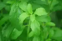 Stevia: The Natural Zero-Calorie Sweetener