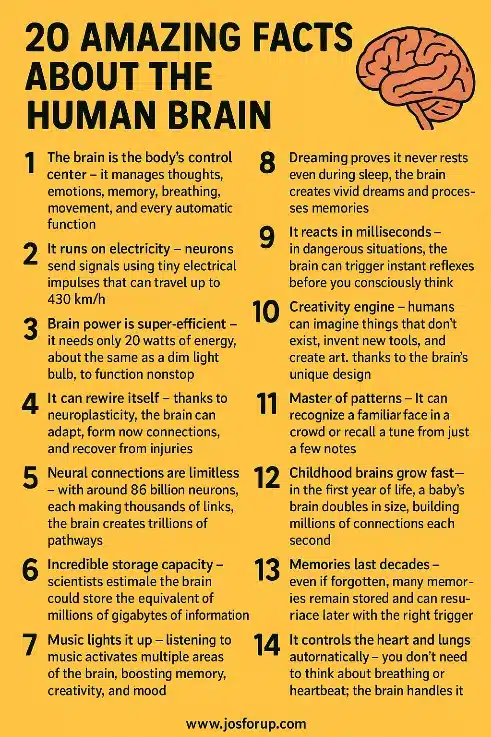 Amazing Facts About the Human Brain and Its Capabilities