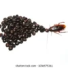 Coffee and Cockroach: A Strange Connection