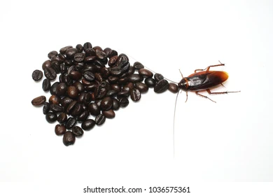 Coffee and Cockroach: A Strange Connection