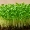 The Power of Tiny Greens: Microgreens उगाने की आसान गाइड