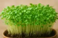 The Power of Tiny Greens: Microgreens उगाने की आसान गाइड